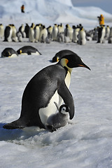 Image showing Emperor Penguins with chick