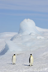 Image showing Emperor Penguins on the ice