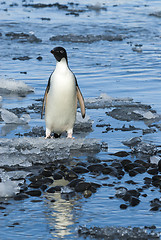 Image showing Adelie Penguin on ice