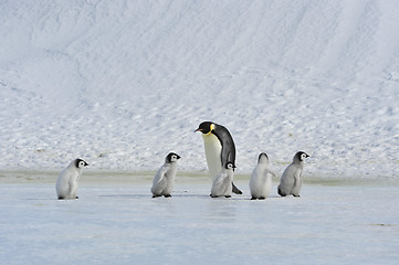 Image showing Emperor Penguins with chick