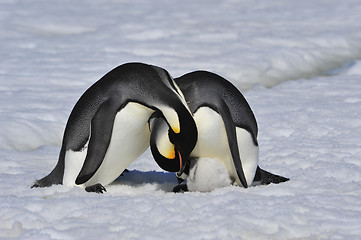 Image showing Emperor Penguins with chick