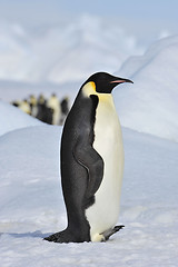 Image showing Emperor Penguin on the snow