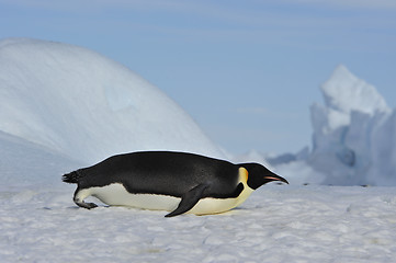 Image showing Emperor Penguin on the snow