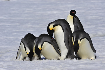 Image showing Emperor Penguins with chick