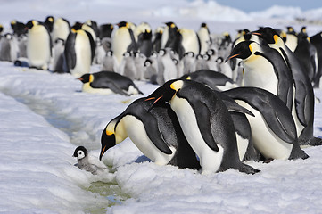 Image showing Emperor Penguins with chick