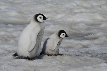 Image showing Emperor Penguin chicks in Antarctica