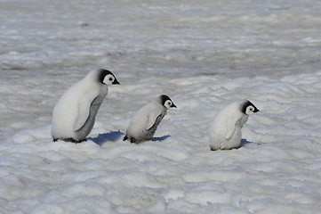 Image showing Emperor Penguin chicks in Antarctica