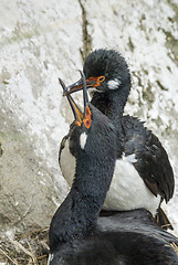 Image showing Rock Shag in Falkland Islands.