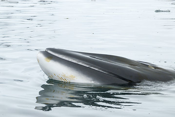 Image showing A minke whale in Antarctic Peninsula