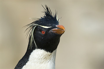 Image showing Rockhopper penguin in Falkland Island