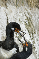 Image showing Rock Shag in Falkland Islands.