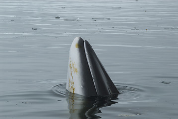 Image showing A minke whale in Antarctic Peninsula