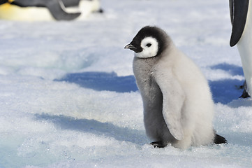 Image showing Emperor Penguin chicks in Antarctica