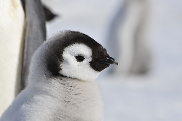 Image showing Emperor Penguin chicks in Antarctica