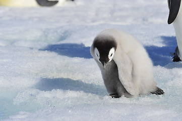 Image showing Emperor Penguin chicks in Antarctica