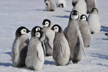 Image showing Emperor Penguin chicks in Antarctica