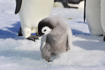 Image showing Emperor Penguin chicks in Antarctica