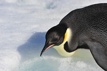 Image showing Emperor Penguin on the snow