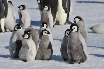 Image showing Emperor Penguin chicks in Antarctica