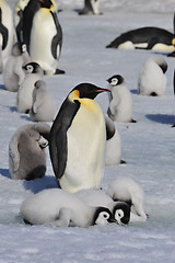 Image showing Emperor Penguins with chicks