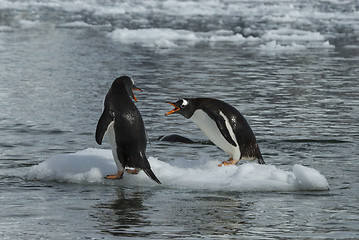Image showing Gentoo Penguin on the ice