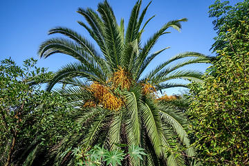 Image showing Palm tree