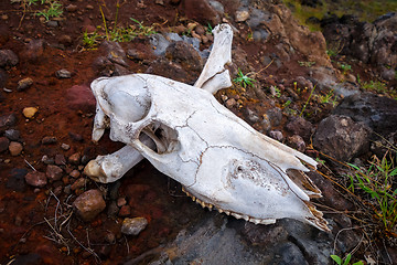 Image showing Horse skull and bones