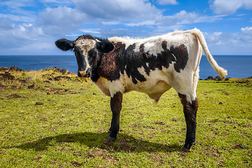 Image showing Veal on easter island cliffs