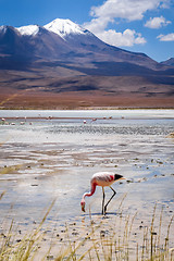 Image showing Pink flamingos in laguna Honda, sud Lipez altiplano reserva, Bol