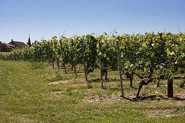 Image showing Summertime vineyards