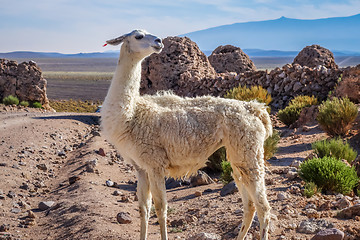 Image showing Lamas herd in Bolivia