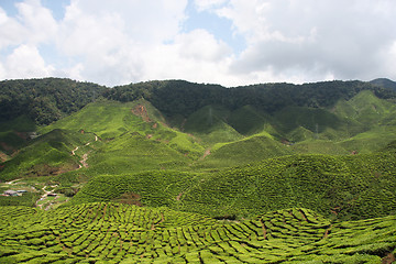 Image showing Tea plantation