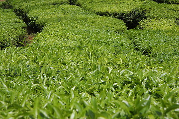 Image showing Tea plantation