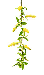 Image showing Spring twigs of willow with young green leaves and yellow catkin