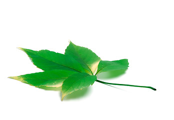 Image showing Green virginia creeper leaves on white background with copy spac