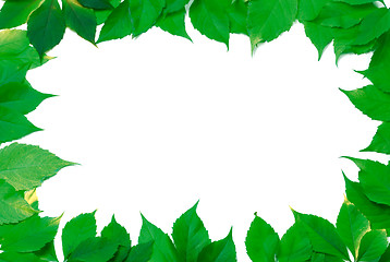 Image showing Green leaves frame isolated on white background