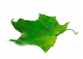 Image showing Green maple leaf