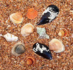 Image showing Seashells on sand in sun summer day