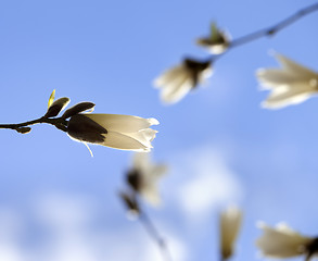 Image showing Buds of blooming magnolia and blue sky