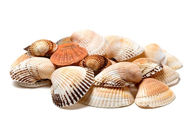 Image showing Seashells of anadara and scallop