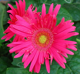 Image showing Smiling flower