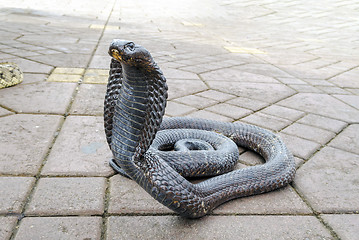 Image showing Cobra dancing  in Marrakech Morocco