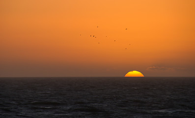 Image showing Sunset and Gulls