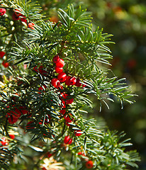 Image showing Yew Tree and Berries