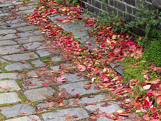 Image showing Autumn Leaves