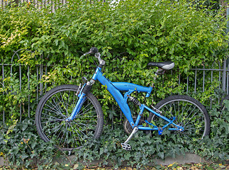 Image showing Bicycle With Ivy