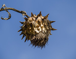 Image showing Dead Flower Head