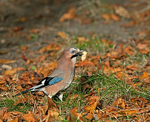 Image showing Eurasian Jay