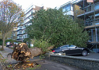 Image showing Fallen Elm Tree