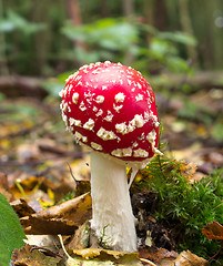 Image showing Fly Agaric Fungus